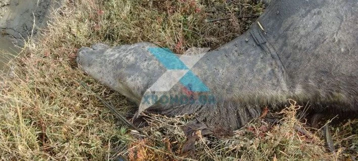 Σοκ: Πυροβόλησαν και σκότωσαν άγρια άλογα στο Δέλτα του Εβρου (βίντεο)